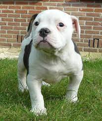 However, you need to be determined and adopt a loving approach, so your dog doesn't resent you. Mammut Bulldog Mammutbulldog Twitter