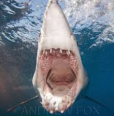Maybe you would like to learn more about one of these? Cousin Mako Rodney Fox Great White Shark Expeditions Facebook