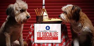 How to socialize your dog. 8 Scientific Reasons Why You Must Socialize Your Dog And How It Helps