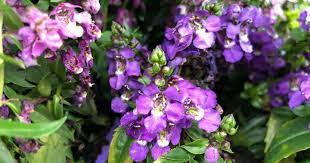 Angelonia Plant Care Tips Growing Summer Snapdragons