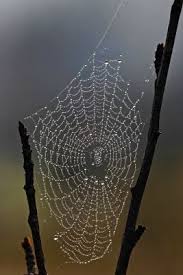 Spider Energy Weaving Your Life Spider Art Spider Web Spider