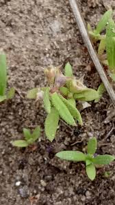 Image result for Oldenlandia capensis
