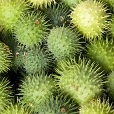 Image result for Cucumis hirsutus