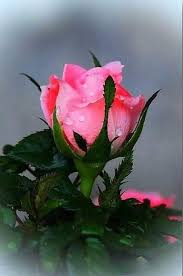 Boa Noite Um Otimo Fim De Semana A Todos As Voces Imagens De Flores Lindas Imagens De Flores Rosas Azuis