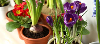 Decorators and home designers can make good use of these. The Best Potted Spring Flowers Royal City Nursery