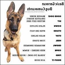 German Shepherd Dog Commands Petsidi