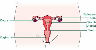 Cervical cancer symptoms tend to show in cases of advanced cervical cancer. Vaginal Cancer Macmillan Cancer Support