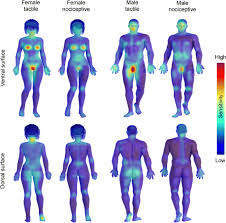 Sexual energy is incredibly potent and its power can either help us ascend to the higher realm or bring us down in such a situation the energy remains trapped in the lower chakras and hardly reaches the upper ones at all. Topography Of Human Erogenous Zones Springerlink