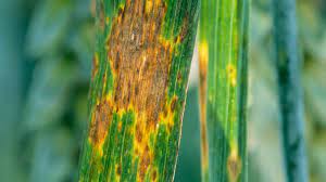Maladie tropicale en 6 lettres. Maladie Du Ble Maladies Des Cereales Maladie Cryptogamique Du Ble Syngenta
