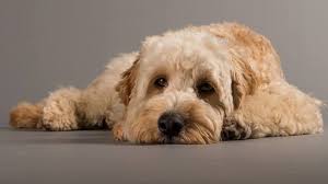 We did not find results for: How To Groom A Cockapoo 8 Common Grooming Mistakes My Dogs Info
