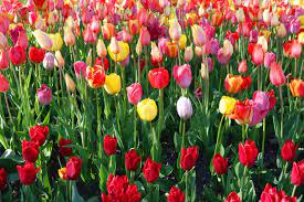 Im britzer garten , eins als bundesgartenschau berlin 1985 angelegter park, ist nicht nur der frühling eingezogen, sondern auch ein einmaliges farbenspiel. Tulipan Im Britzer Garten Tulpen Parade In Berlin
