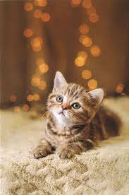 Baby Black And Orange Kitten Awesome Cats And Kittens Info Are Readily Available On Our Internet Site Have A Look And You Will Not Be Sorry You Did In 2020 Kittens Cutest Pretty Cats Baby Cats