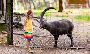 Hope you have liked this video.don't forget to like and subscribe to the channel.in this video we have covered several activities relating to upper case and. 19 Fun Things To Do In Phoenix With Kids For 2021
