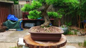 Japanese gardens are created to be spaces of meditation and reflection. Diy Koi Pond Japanese Garden 2019 Youtube