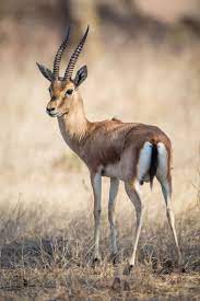 The Chinkara Also Called Indian Gazelle Gazella Bennettii African Animals Photography African Animals Animals Beautiful
