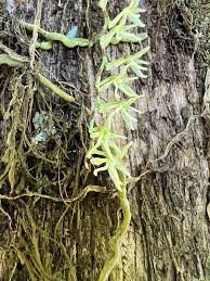 Image result for Angraecopsis amaniensis