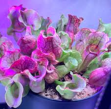 Image result for Sabicea venosa