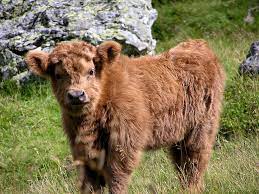 Herd Of Miniature Cattle Cvmbs News
