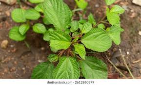 Image result for Corchorus aestuans