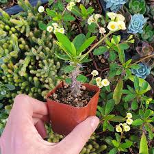 Image result for Senecio oxyriifolius