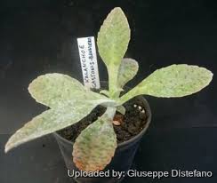 Image result for Kalanchoe gastonis-bonnieri