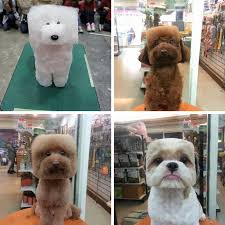 We did not find results for: Promo Com On Twitter Check Out The Newest Trend In Dog Hair Cuts In Japan So Square Yet So Cute Adorbs Toocute Http T Co Itc2drw3lr
