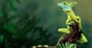 Animal Unique Plumed Basilisk Animals Pet Birds Lizard
