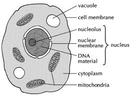 Natural Sciences Grade 9 Science And Nature Animal Cell Drawing Science