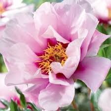 Maybe you would like to learn more about one of these? Garden State Bulb 3 Gallon In Pot Cora Louise Itoh Peony Lb22557 Lowes Com Itoh Peonies Flowers Uk American Meadows