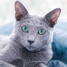 That means cat lovers are choosing mary, millie, and samantha (nickname sam, of course) as kitten names rather than lady or kitty. 200 Grey Cat Names The Only List You Ll Need To Find The Perfect Name