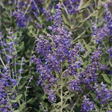 Check spelling or type a new query. Blue Steel Russian Sage Seeds From Park Seed