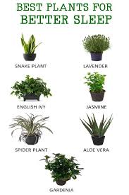 Best Plants To Keep In Your Bedroom To Help You Sleep Plants Apartment Plants Cool Plants
