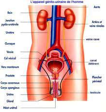 Si une envie pressante d'uriner vient donc perturber vos plans, reportez vos séances de galipettes à plus tard. Departement Urologie De La Clinique De L Yvette L Incontinence Urinaire