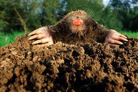 Learn how to get rid of moles using one of several different methods. Moles Are Good For Your Garden A New Study Reveals Daily Mail Online
