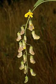 Image result for Sesbania macrantha