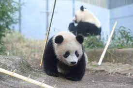上野動物園 公式 uenozoogardens さん twitter panda bear cute panda cute animals