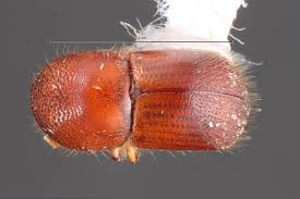 Image result for Scorodophloeus