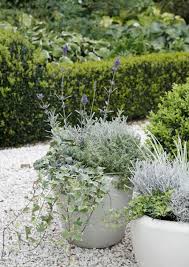 Lavendel Der Duft Der Provence Gartenkalender Lavendel Im Topf Pflanzen