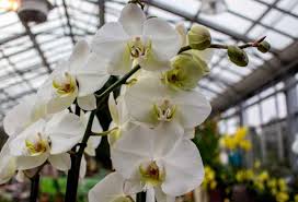 Weisse Orchideen Bei Gronfingers C Frank Koebsch 5 Weisse Orchideen Orchideen Malreisen