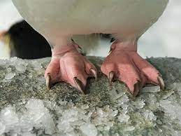 All About Penguins Physical Characteristics Seaworld Parks Entertainment