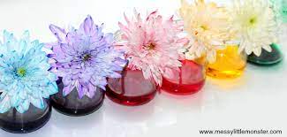 It's a fun science experiment that kids of all ages can do at home, with visible (and pretty!) results. Colour Changing Flowers Science Experiment A Fun Science Project For Kids Messy Little Monster