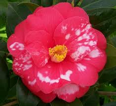 Masayoshi Flowers Red Roses Flowers And Leaves