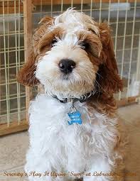 Years ago, we'd announce litters to nearly 400 people on an. Labradoodle Lane Labradoodle Puppies For Sale Labradoodle Dogs Labradoodle Puppy Labradoodle