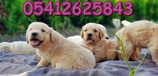 golden yavru ilanlari 05412625853 panosundaki pin