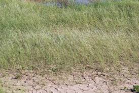 Image result for Sporobolus molleri