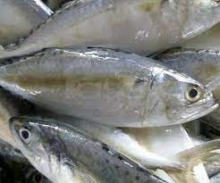 Ikan keli tu jiran kami kasi, ikan keli sungai. Tip Mudah Nak Kenal Ikan Segar Di Pasar