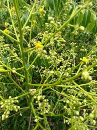 Image result for Erythrophysa