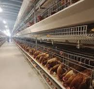 Équipement d'automatisation de ferme avicole à haute capacité, cage à  poules pondeuses de type H