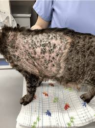 動物がんクリニック東京