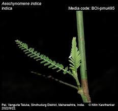 Image result for Aeschynomene indica
